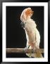 Moluccan Cockatoo by John Dominis Limited Edition Print