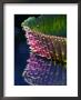 Gaint Amazon Water Lily Leaf, Sir Seewoosagur Ramgoolam Botanical Gardens, Mauritius by Roger De La Harpe Limited Edition Pricing Art Print