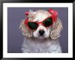Cocker Spaniel Wearing Bows And Sunglasses by Raeanne Rubenstein Limited Edition Pricing Art Print