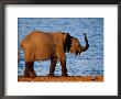 African Elephant By A Water Hole by Beverly Joubert Limited Edition Print