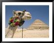 Dromedary Camel Standing Before The Step Pyramid Of Djoser by Richard Nowitz Limited Edition Print