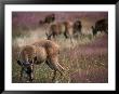 Herd Of Deers, Redwood National Park, Usa by Kraig Lieb Limited Edition Print