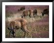 Herd Of Deers, Redwood National Park, Usa by Kraig Lieb Limited Edition Pricing Art Print