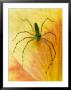 Spider On Daylily, Savannah, Georgia, Usa by Joanne Wells Limited Edition Print