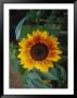 Close-Up Of A Sunflower by Ej West Limited Edition Pricing Art Print