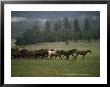 Herd Of Running Horses by Bob Trehearne Limited Edition Print
