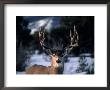 Five Point Buck (Odocoileus Hemionus) by Tim Haske Limited Edition Pricing Art Print