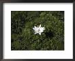 Close View Of A Small White Flower by Pablo Sandor Limited Edition Print
