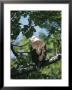 American Bald Eagle Perches On A Tree Branch by Rich Reid Limited Edition Pricing Art Print