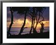 A Silhouetted Surfer And Trees At Sunrise by Skip Brown Limited Edition Print