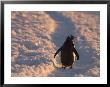 Gentoo Penguin Rests On Trail Towards Colony On Petermann Island, Antarctic Peninsula by Hugh Rose Limited Edition Print