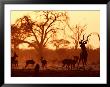 Adult Male Kudu With Impala At Pump Pan Waterhole, Chobe National Park, Botswana by Andrew Parkinson Limited Edition Print