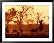 Adult Male Kudu With Impala At Pump Pan Waterhole, Chobe National Park, Botswana by Andrew Parkinson Limited Edition Pricing Art Print