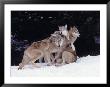 Gray Wolves Cuddling And Playing by Lynn M. Stone Limited Edition Pricing Art Print