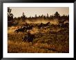 Wild Horse Roundup, Or by B & C Gillingham Limited Edition Pricing Art Print