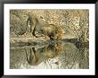Lion Drinking Water by Martin Bruce Limited Edition Print