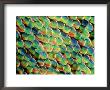 Birdwinged Butterfly, Scales, Philippines by Kjell Sandved Limited Edition Print