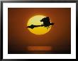Silhouette Of Airplane Against Sun by David Doody Limited Edition Print