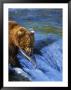 Grizzly Bear With Salmon, Brooks Falls, Katmai, Ak by Kyle Krause Limited Edition Print