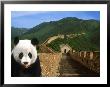 Panda And Great Wall Of China by Bill Bachmann Limited Edition Print