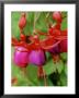 Fuchsia Brutus (Ladys Eardrops) by Mark Bolton Limited Edition Pricing Art Print
