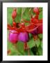 Fuchsia Brutus (Ladys Eardrops) by Mark Bolton Limited Edition Print