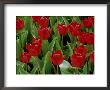 Tulipa Star Of Haarlem (Tulip), Close-Up Of Bright Red Flowers by Mark Bolton Limited Edition Print