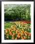 Tulipa (Tulips) Planted En Masse Below Prunus (Cherry) Tree In Blossom, Holland by Mark Bolton Limited Edition Print
