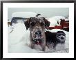 Dogs Covered In Snow, Crested Butte, Co by Paul Gallaher Limited Edition Print