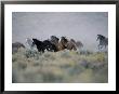 Wild Horses Running In The High Desert by Inga Spence Limited Edition Print