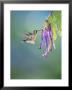 Speckled Hummingbird, West Slope Cloud Forest, Ecuador by Mark Jones Limited Edition Print