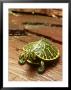 Peninsula Cooter Turtle, Chrysemys Floridana Peninsularis, Florida by David M. Dennis Limited Edition Pricing Art Print