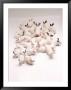 Group Of Rabbits by Howard Sokol Limited Edition Print