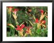 Canna Indica, Flowering In Merriments Gardens, Sussex National Garden Scheme by Sunniva Harte Limited Edition Print
