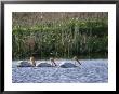 American White Pelicans by Phil Schermeister Limited Edition Print