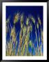 Rippening Heads Of Wheat Against A Blue Sky, Victoria, Australia by Bernard Napthine Limited Edition Print