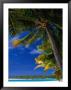 Coconut Palms On Tapuaetai Motu (One-Foot Island), Aitutaki, Cook Islands by Grant Dixon Limited Edition Print