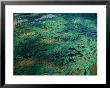 Aerial View Of Wetlands, Everglades National Park, Usa by Jim Wark Limited Edition Print