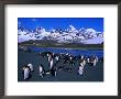 Colony Of The King Penguin In St. Andrew's Bay, The Largest Penguin Colony In The World, Antarctica by Grant Dixon Limited Edition Pricing Art Print