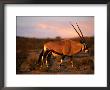 Gembsbok, Or Oryx (Oryx Beisa), Kgalagadi Transfrontier Park, Northern Cape, South Africa by Ariadne Van Zandbergen Limited Edition Print