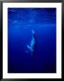 Humpback Whale, Juvenile, Polynesia by Gerard Soury Limited Edition Print