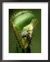 Venus Fly-Trap, Dionaea Muscipula, With House Fly, Coastal N.& S. Carolina by David M. Dennis Limited Edition Print