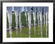 Icicles Hang From A Sign At Fancy Farms, A Strawberry Farm In Plant City, Florida, December 2000 by Dale E. Wilson Limited Edition Print