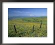 Arrowleaf Balsamroot And Lupine Overlooking The Columbia River, Washington, Usa by Janis Miglavs Limited Edition Print