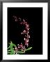 Orchid, Sherry Baby by Kidd Geoff Limited Edition Print