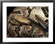 Timber Rattle Snake, Crotalus Horidus by Larry F. Jernigan Limited Edition Print