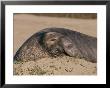 A Male Northern Elephant Seal Rests In The Sand by Roy Toft Limited Edition Pricing Art Print