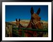 Mules On A Farm by Scott Sroka Limited Edition Print