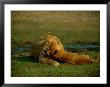 A Cub Plays With Its Mother by Beverly Joubert Limited Edition Print