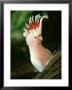 Leadbeaters Cockatoo, Cacatua Leadbeateri Displaying, Australia by Brian Kenney Limited Edition Print